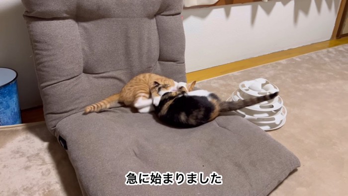 組み合う猫2匹