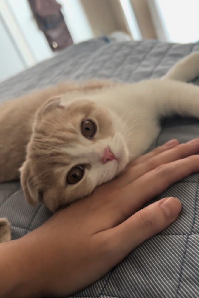 丸い目でカメラ目線の猫