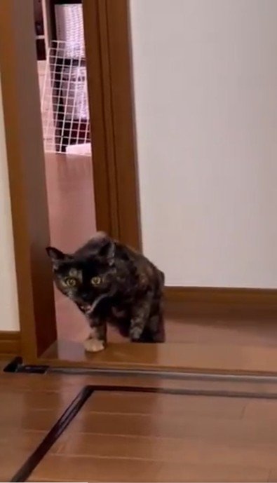 段差に片手をついてこちらを見て鳴く猫