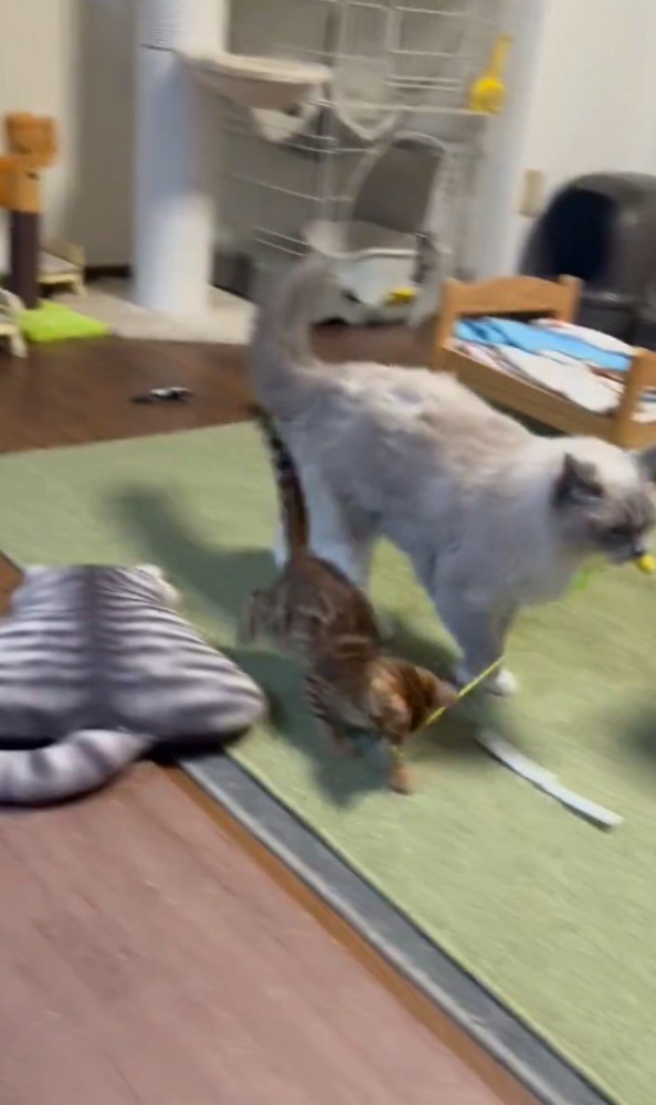 おもちゃを咥える猫とじゃれつく子猫1