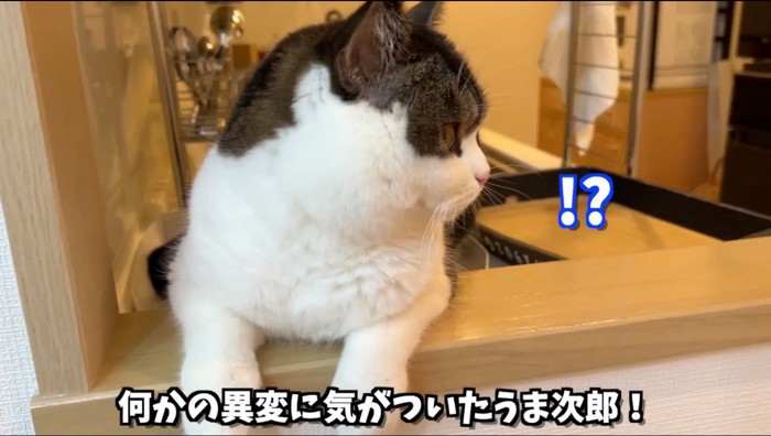 ドアを見つめる立ち耳の猫