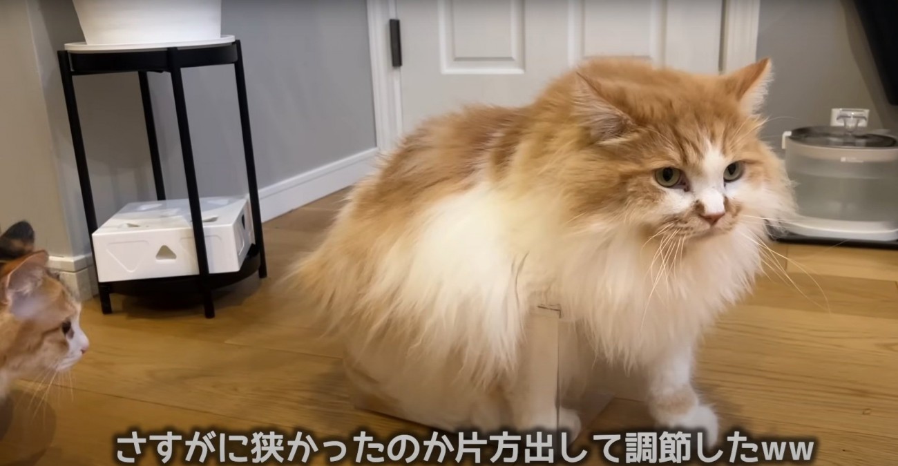 片足を出す猫