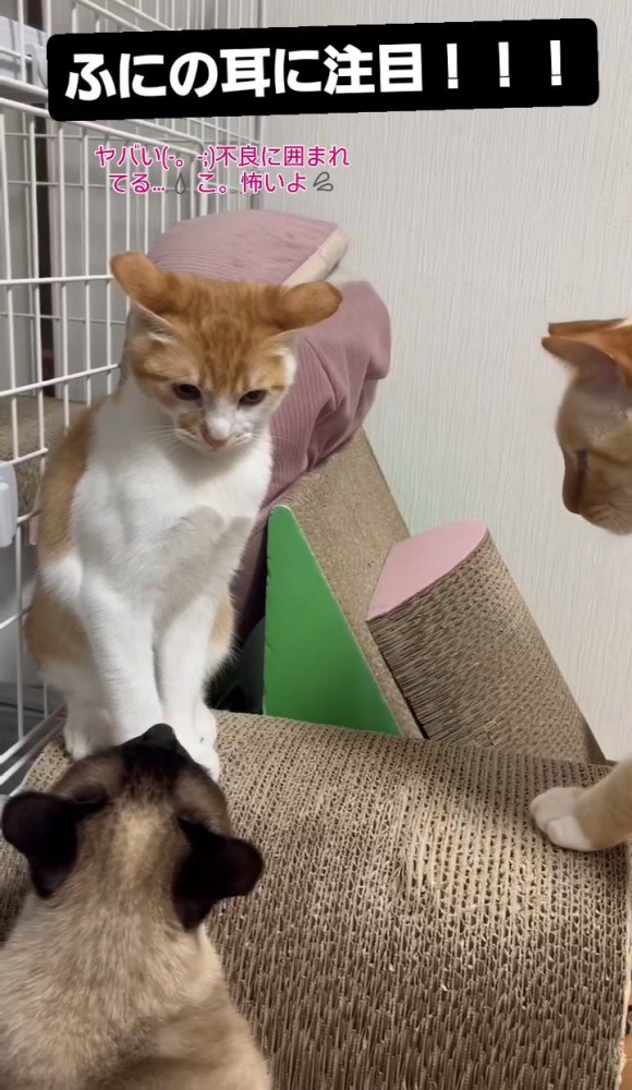 2匹の成猫に囲まれる子猫