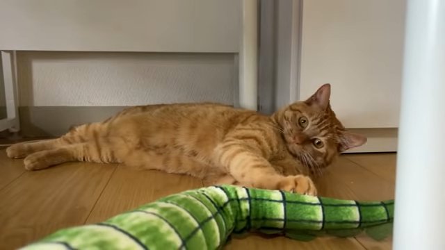 寝そべる猫とワニの尻尾