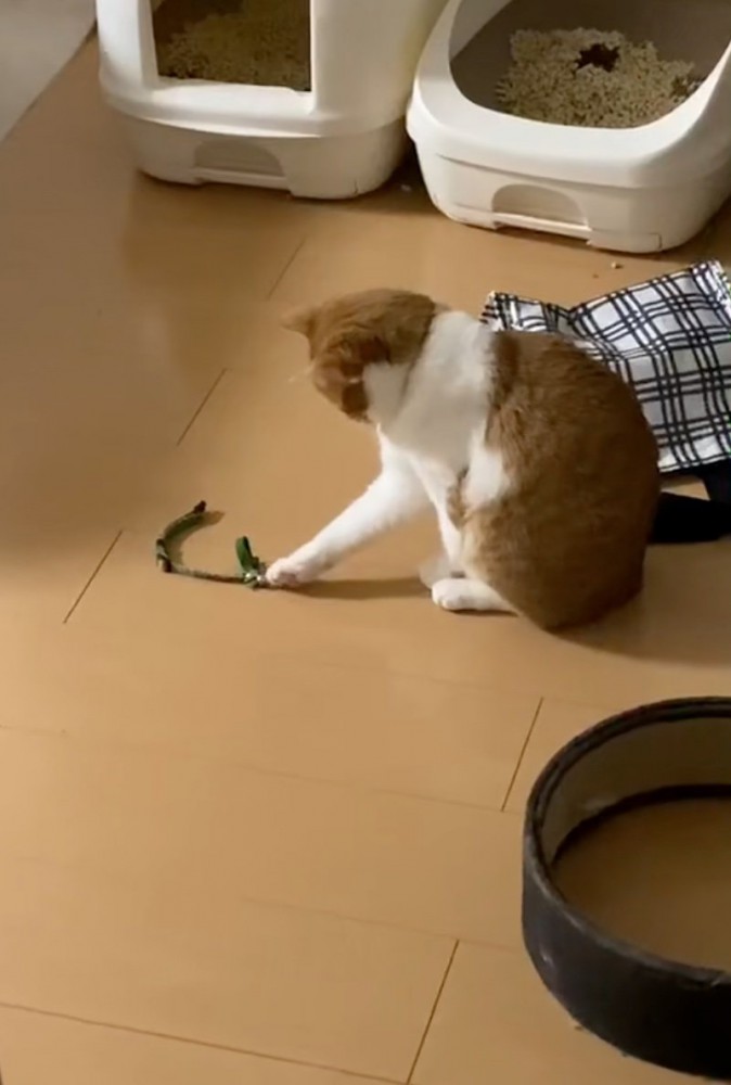 前足を伸ばしながら首輪を見つめる猫