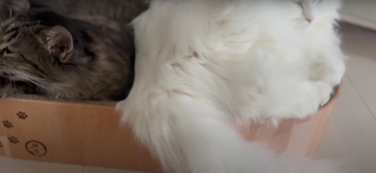 ベッドの上にいる2匹の猫