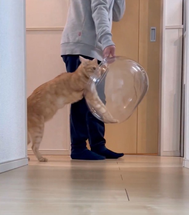 金魚鉢に頭を入れる