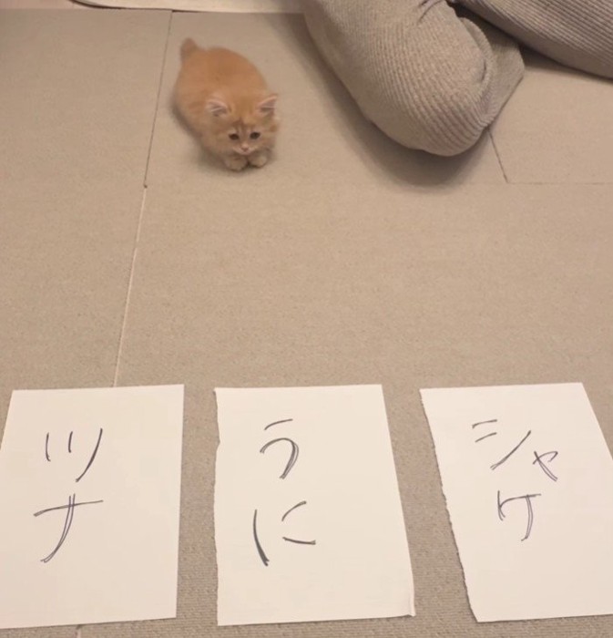 3枚の紙と猫