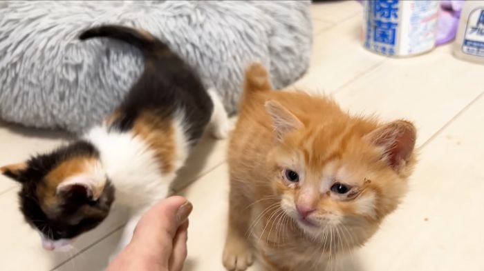 お出迎えする子猫