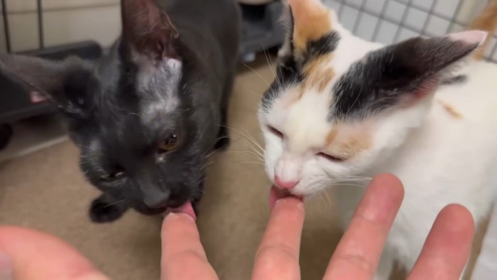指を舐める二匹の猫