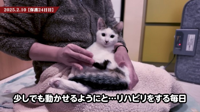 人の膝の上に乗る猫