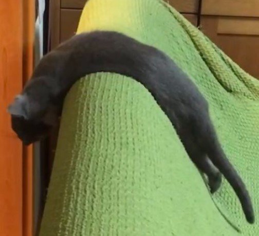 ソファの上の猫