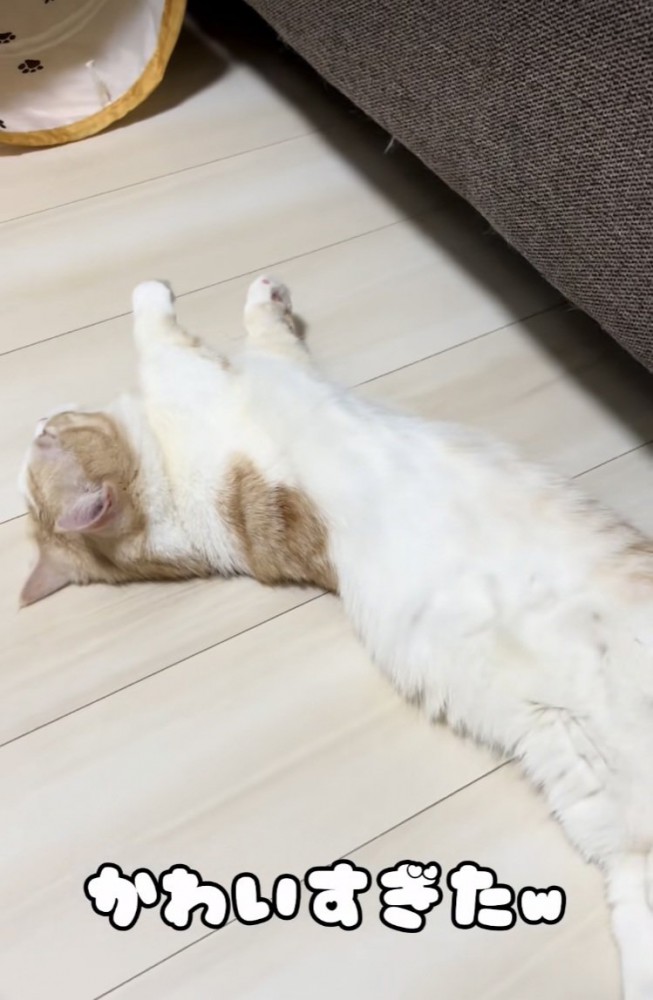 床暖房に寝転がるマンチカン