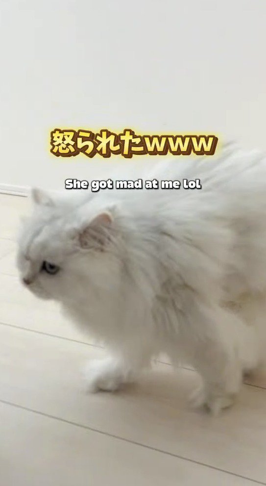 女の子を追いかける猫