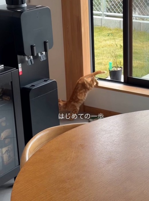 家の中に入った子猫