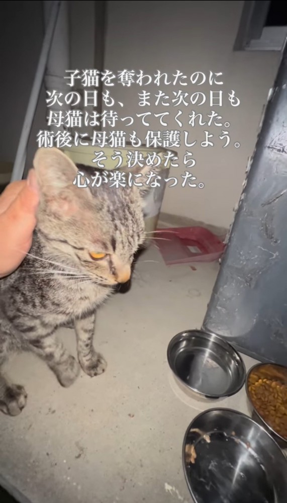 頭を撫でられる猫