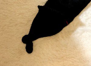 黒猫の交差した手