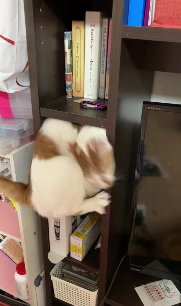 棚に入っている猫