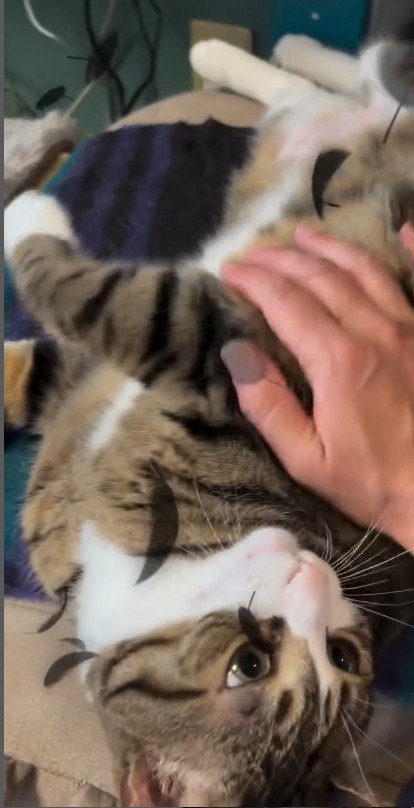 お母さんの手を睨みつける猫