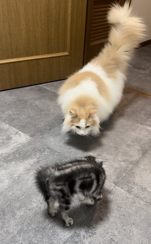 毛を逆立てる子猫と子猫を見つめるノルウェージャンフォレストキャット