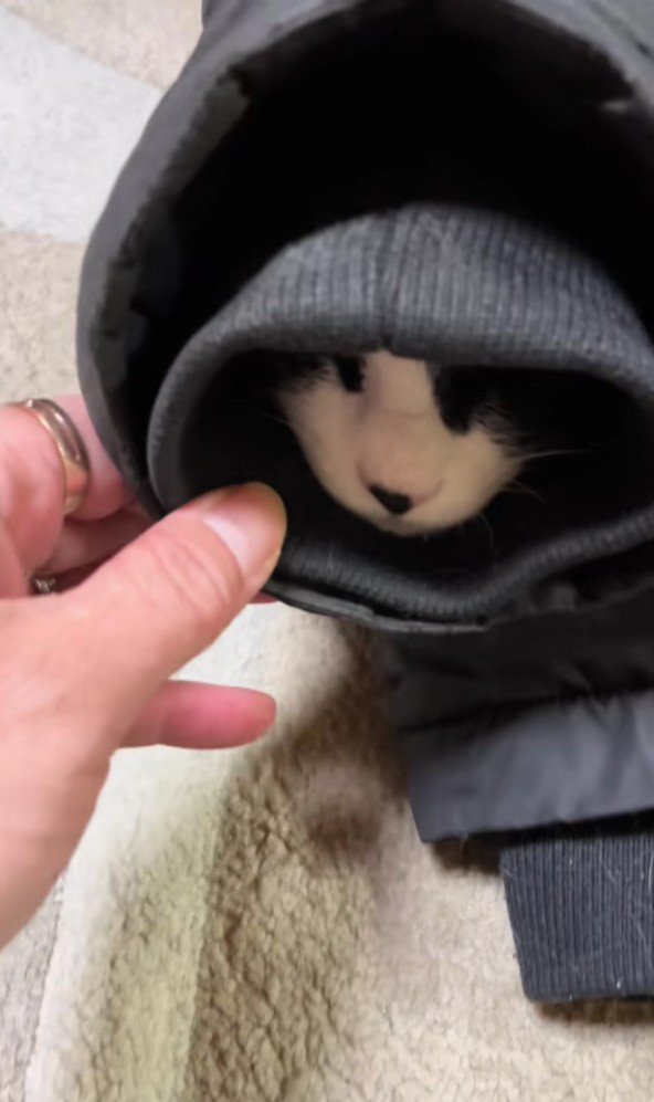 袖の中の猫