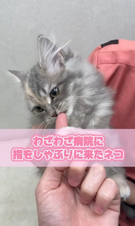指をしゃぶっている子猫