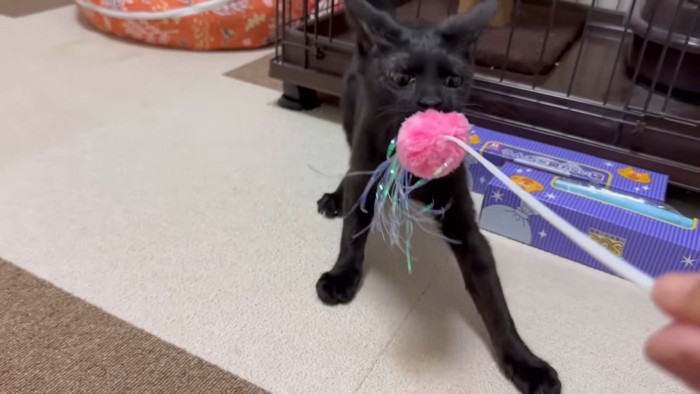 猫じゃらしで遊ぶ黒猫