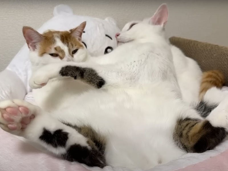 仰向けで寝る猫