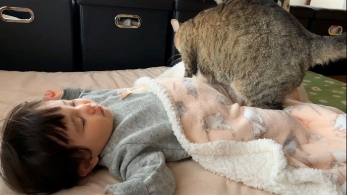赤ちゃんと後ろ姿の猫
