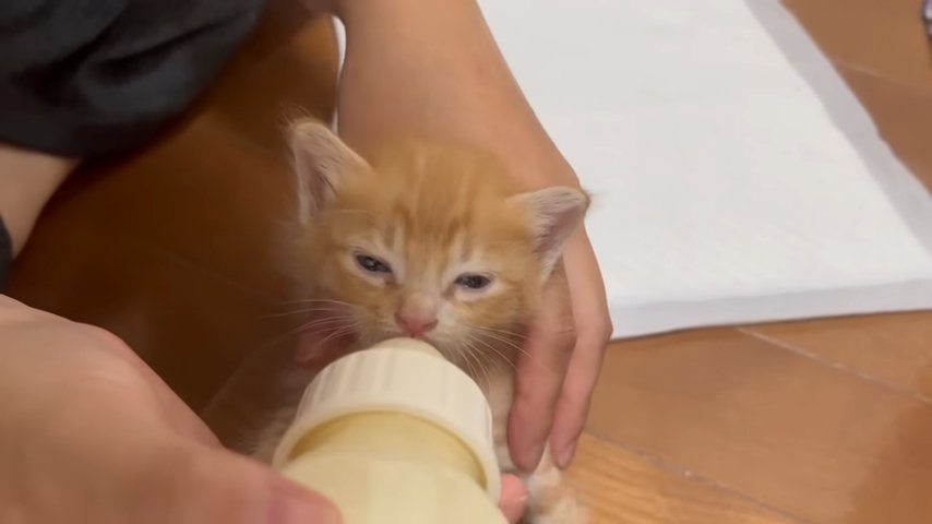 哺乳瓶でミルクを飲む子猫 正面