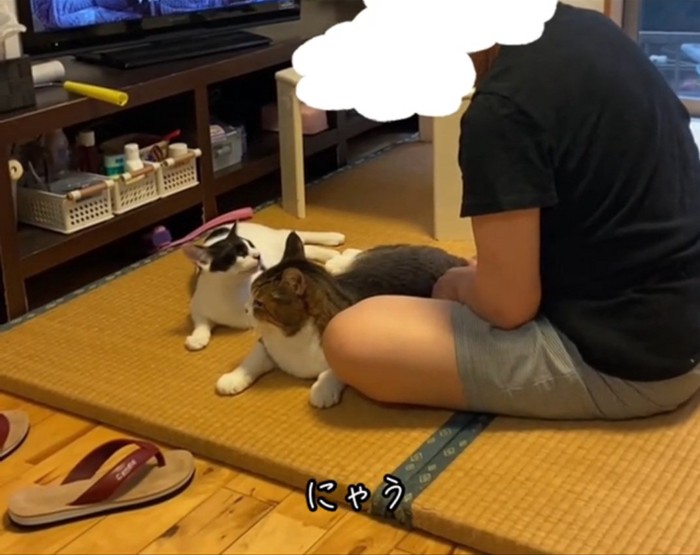 返事する猫