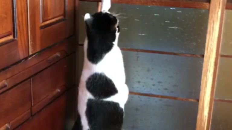ガラス障子を登っている猫