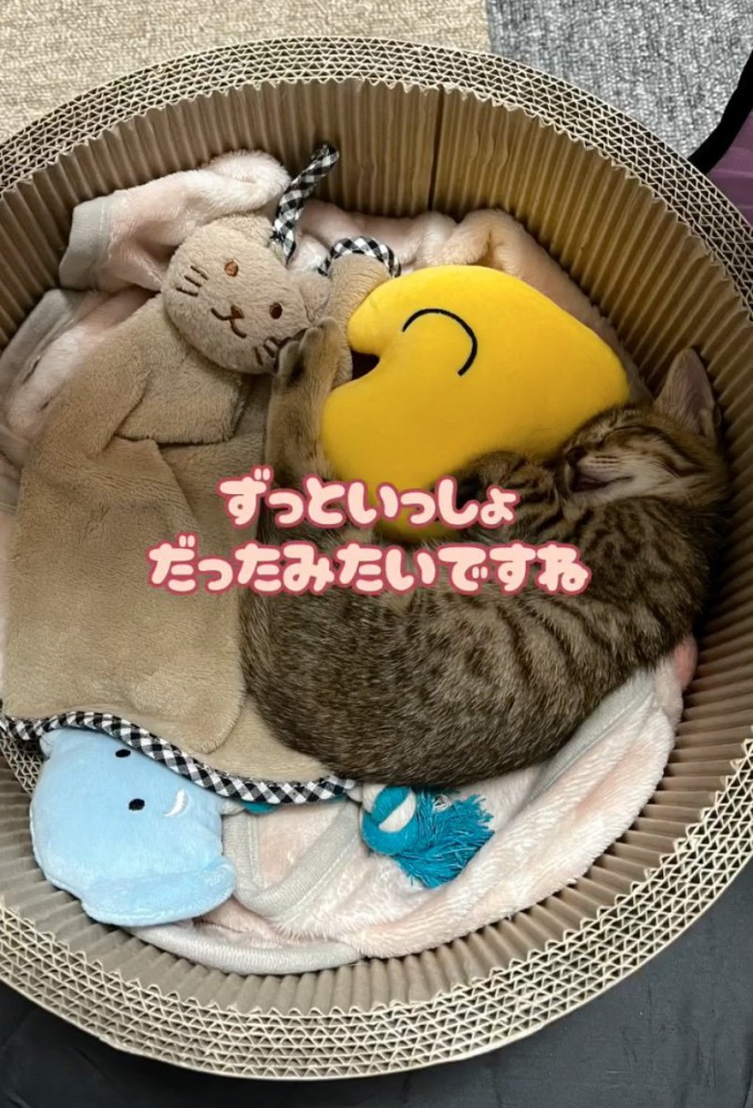 タオルと眠る猫