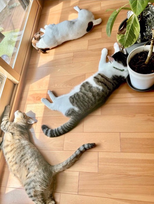日向ぼっこする犬と猫