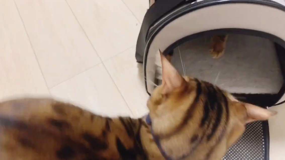 キャリーの中にいるベンガル猫をのぞきこむオスのベンガル猫