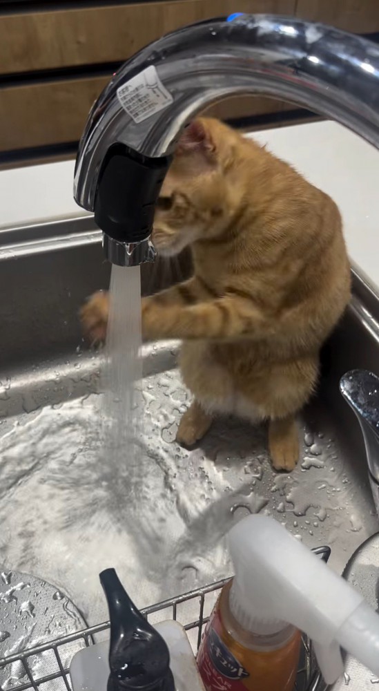 水を両手で掴もうとする猫