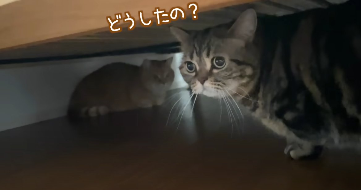 ベッドの下に猫、手前にも猫