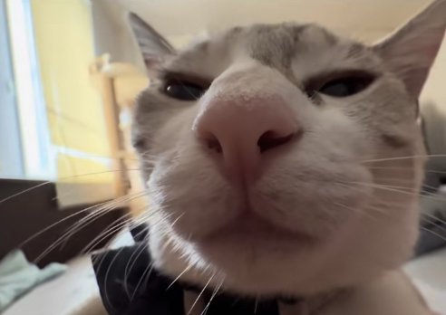 半目でイカ耳になっている猫の正面顔アップ