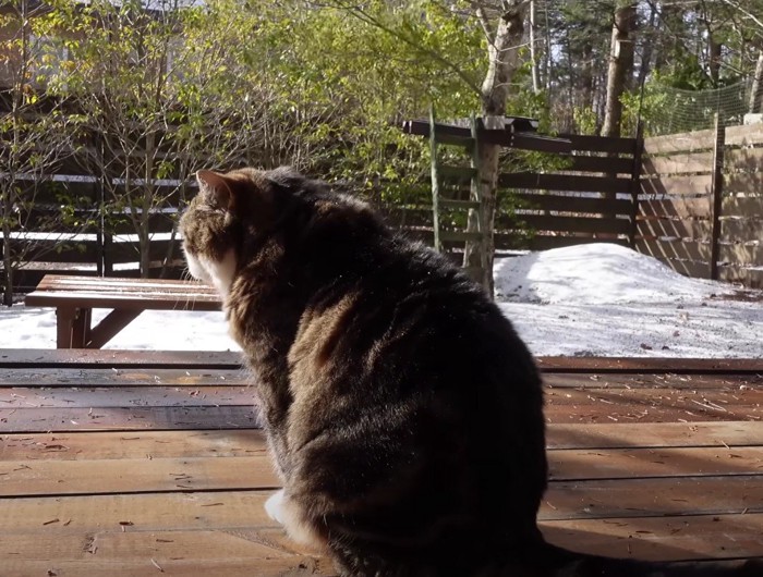 ベランダにいる猫の後ろ姿