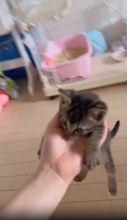 持ち上げられる子猫