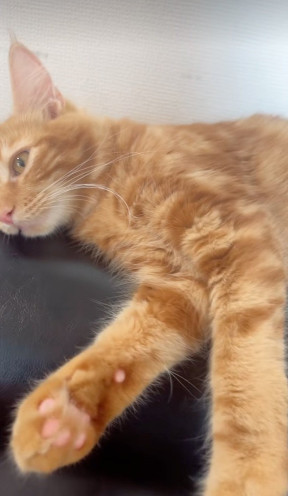 横になる猫