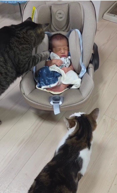 赤ちゃんと2匹の猫