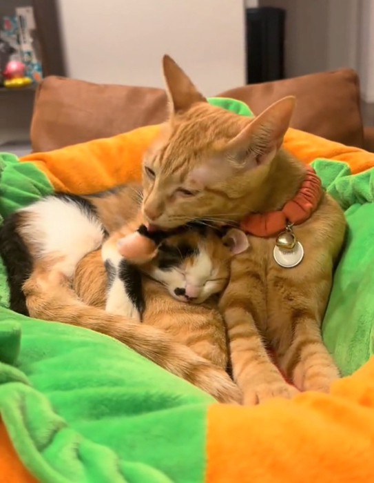 じゃれ合う2匹の猫