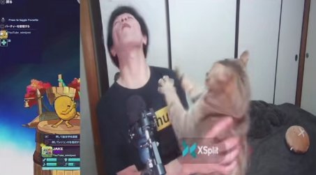 両前足をあげて指を開いている猫