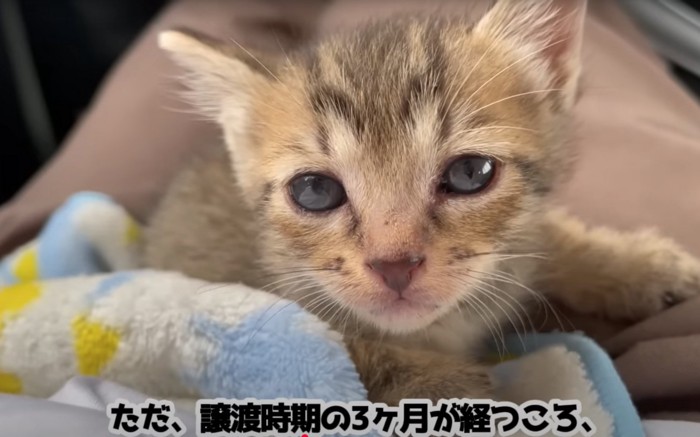 じっと見つめる子猫