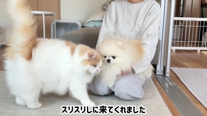 スリスリしに来てくれました