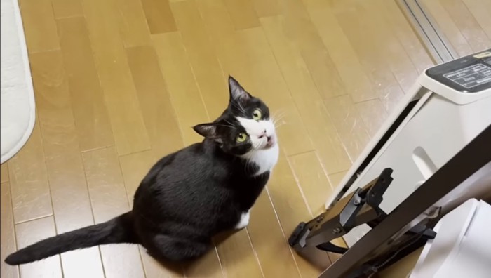 こちらを見上げて