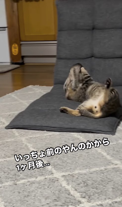 座椅子で寝転がるキジトラの顔に乗る子猫