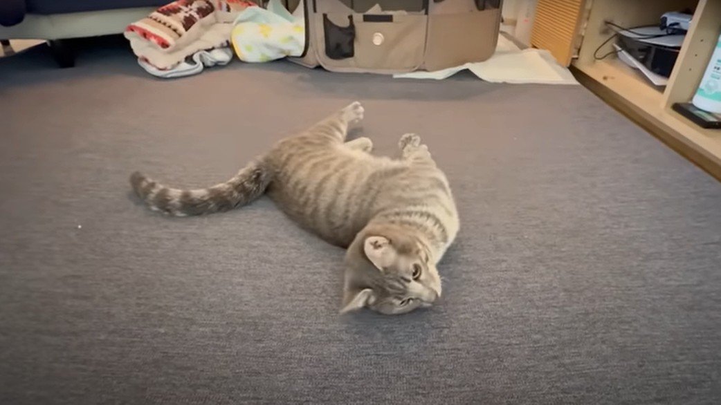 寝そべっている猫