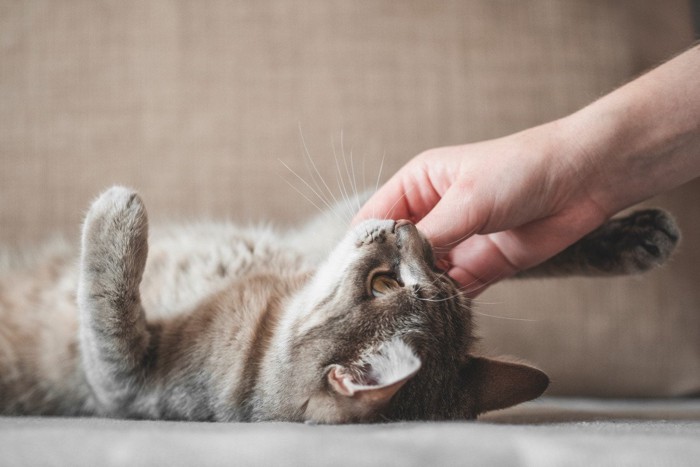 飼い主さんにじゃれつく猫